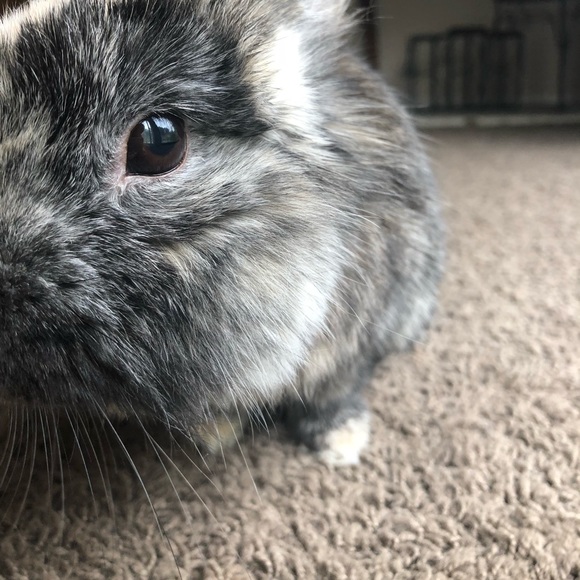 Meet your Posher, Rebecca - Picture 1 of 1